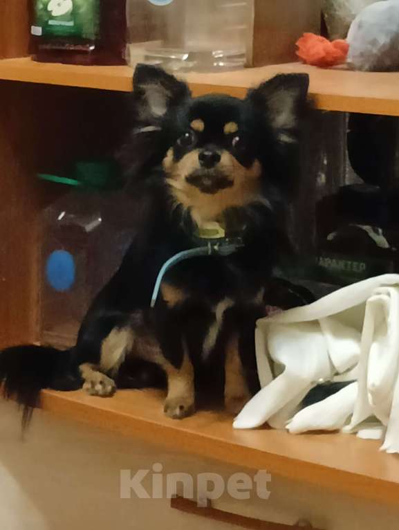 Собаки в Новосибирске: Вязка Чихуахуа  Мальчик, 20 000 руб. - фото 5