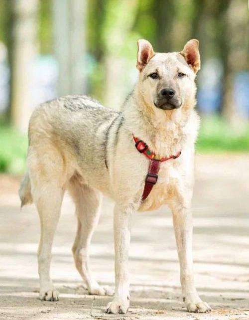 Собаки в Подольске: Брик из приюта ищет дом Мальчик, Бесплатно - фото 3