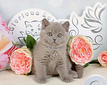 Кошки в Санкт-Петербурге: Британский лиловый котик (ген.тиккирован) Мальчик, 37 000 руб. - фото 6