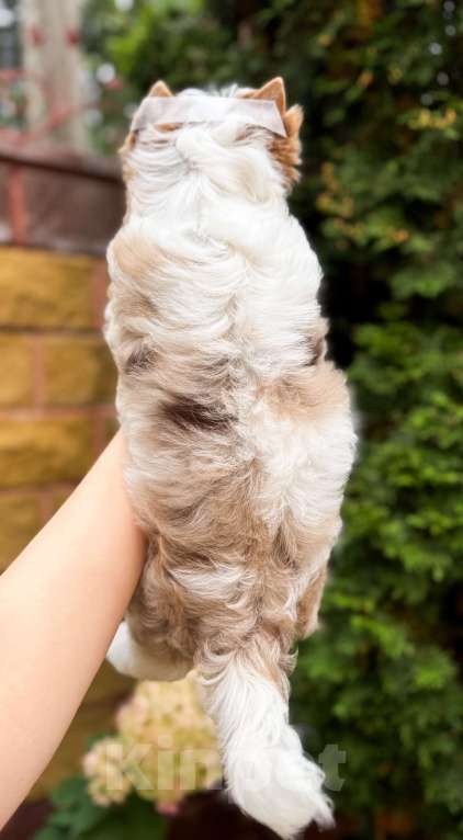 Собаки в Москве: Эксклюзивная голубоглазая красотка Девочка, Бесплатно - фото 2