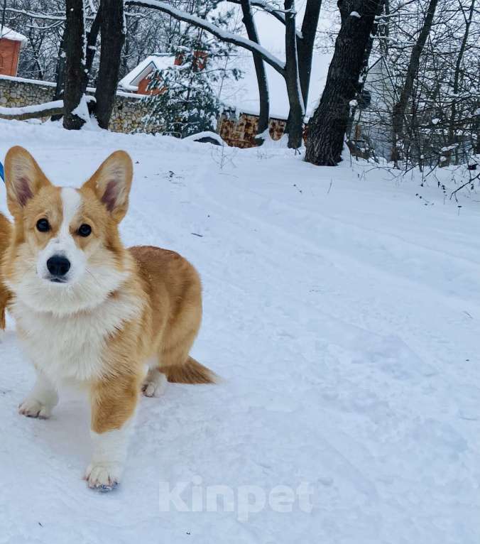 Собаки в Воронеже: Щенок Вельш Корги Пемброк Девочка, 50 000 руб. - фото 8