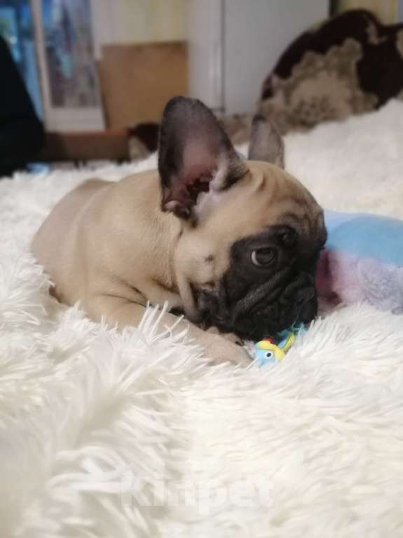 Собаки в Находке: Французский бульдог! Шикарная красотка! КВАДРО генетика!  Девочка, Бесплатно - фото 10