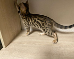 Кошки в других городах Московской области: Бенгальский котенок Мальчик, 17 000 руб. - фото 1