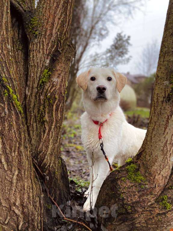 Собаки в других городах Московской области: Дэми якутенок Девочка, Бесплатно - фото 9