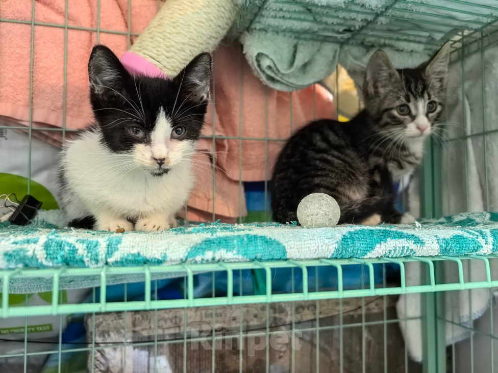 Кошки в Санкт-Петербурге: Котятам нужен дом Мальчик, Бесплатно - фото 2