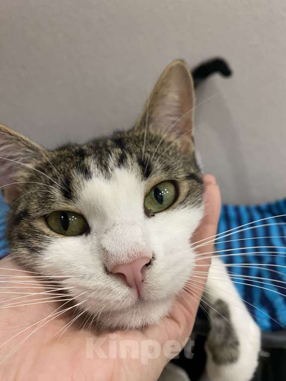 Кошки в Реутове: Взрослый кот в добрые руки Мальчик, Бесплатно - фото 4