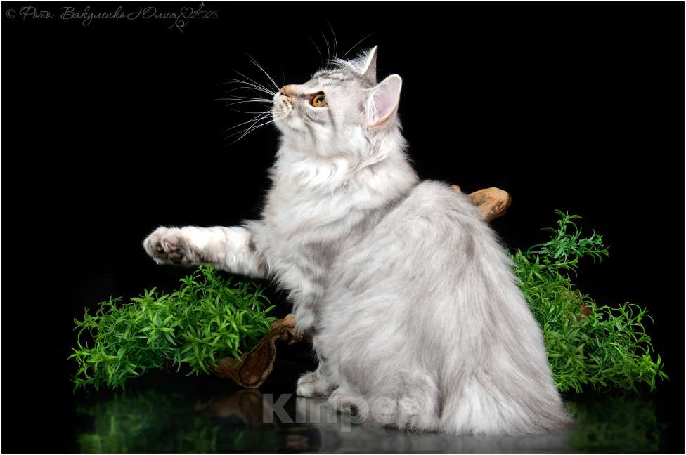 Кошки в Краснодаре: Очаровательный малыш курильского бобтейла Мальчик, 25 000 руб. - фото 5