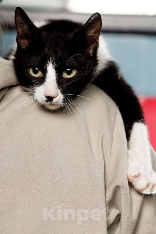 Кошки в Москве: Гаянэ, кошка- антидепрессант Девочка, Бесплатно - фото 4