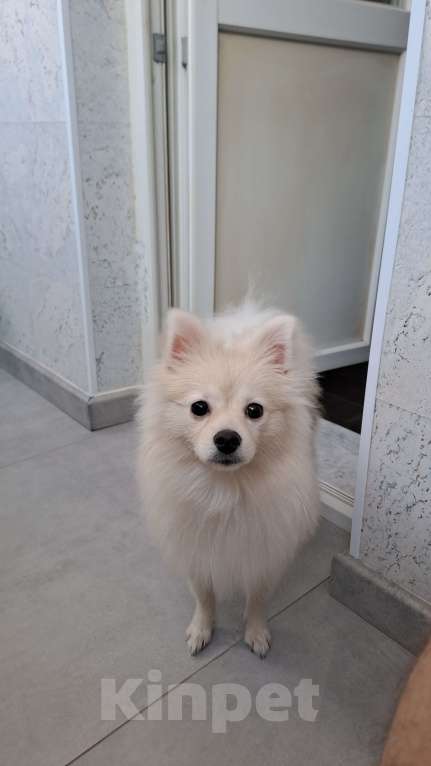 Собаки в Липецке: СРОЧНО! НАЙДЕНА СОБАКА! Девочка, Бесплатно - фото 2