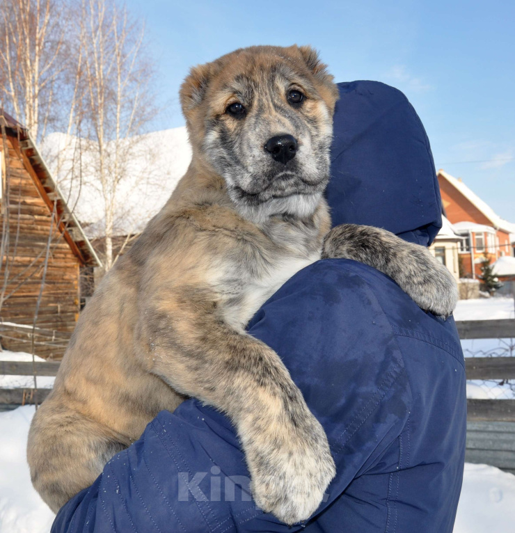 Собаки в Новосибирске: Щенок алабая (среднеазиатской овчарки) Девочка, Бесплатно - фото 1