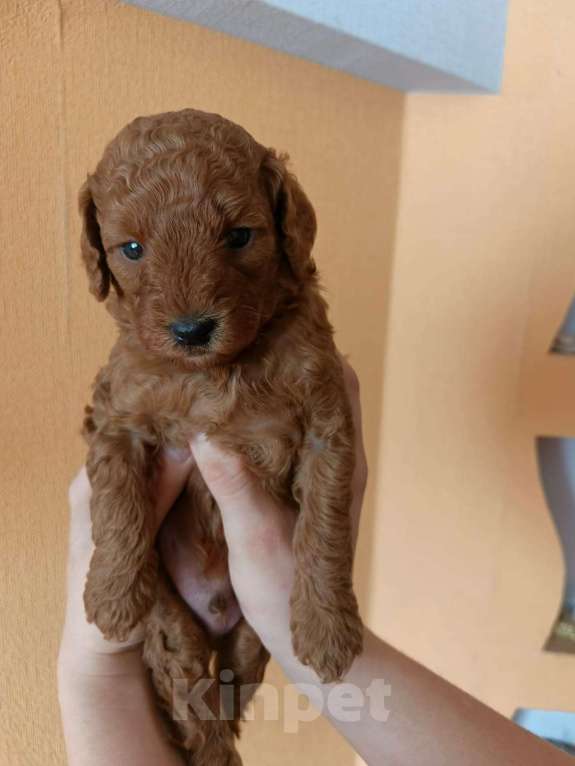 Собаки в Щелково: Той пудель Мальчик, 60 000 руб. - фото 1