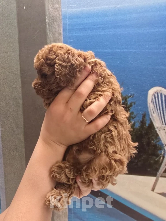 Собаки в Казани: Той пудель с Китайскими кровями, с короткой (теди)  мордочкой Мальчик, 100 000 руб. - фото 1