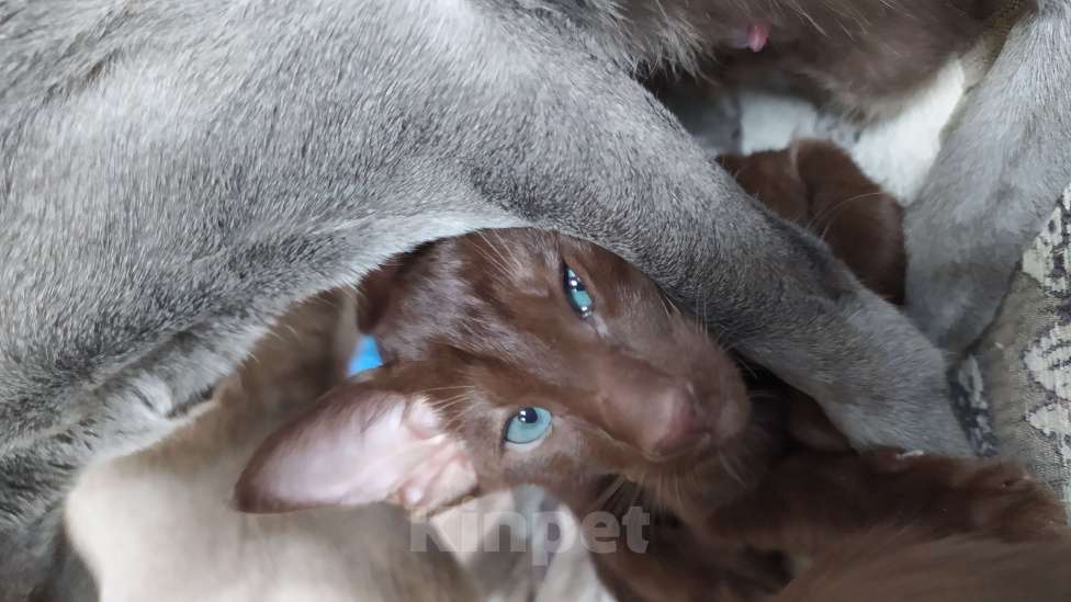 Кошки в Санкт-Петербурге: Ориентальные котята,ушастиеи Мальчик, 35 000 руб. - фото 7