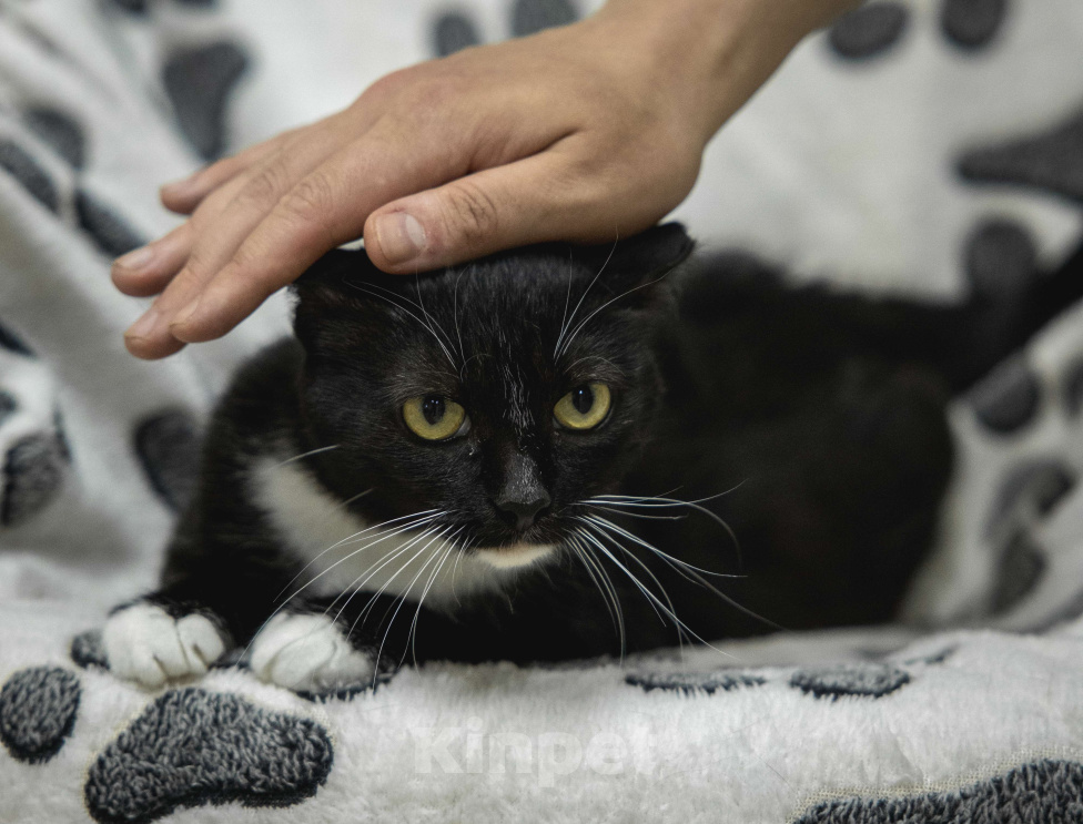 Кошки в других городах Московской области: Кошка Сандра ищет дом Девочка, Бесплатно - фото 4