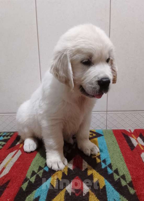 Собаки в Москве: Высокопородные щенки золотистого ретривера  Девочка, Бесплатно - фото 3