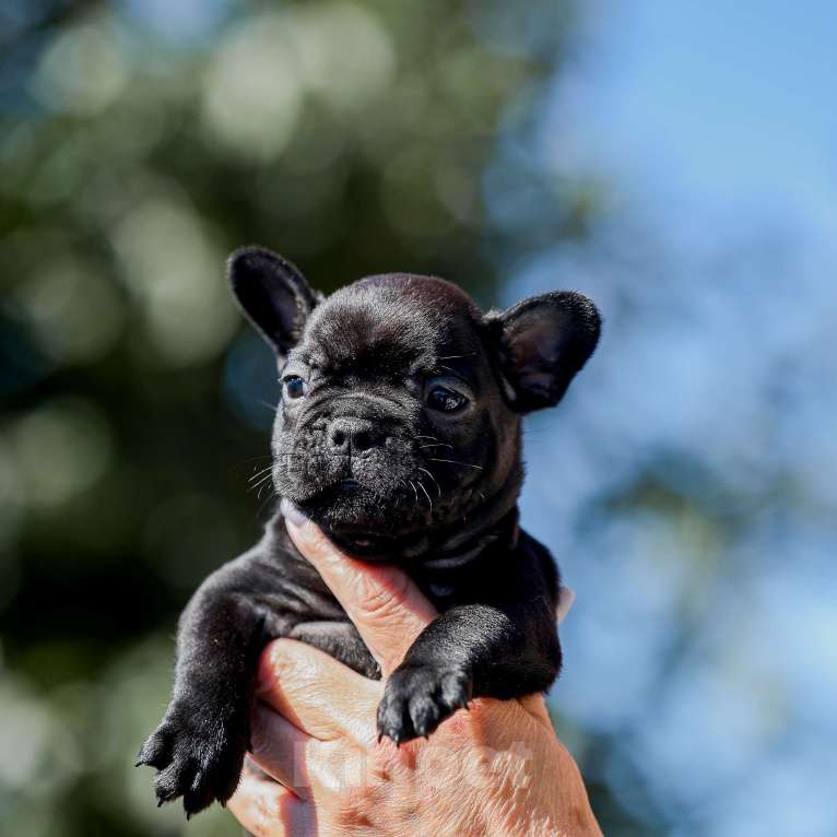 Собаки в Нижнем Новгороде: щенок французского бульдога Мальчик, 40 000 руб. - фото 3