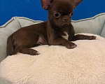 Собаки в Москве: Чихуахуа    Роскошные  Шоколадки Мальчик, 25 000 руб. - фото 1