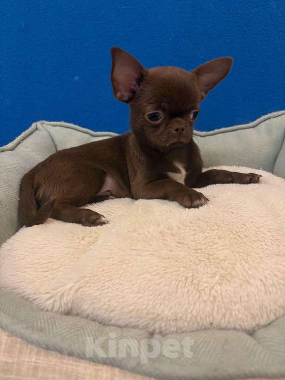 Собаки в Москве: Чихуахуа    Роскошные  Шоколадки Мальчик, 25 000 руб. - фото 1