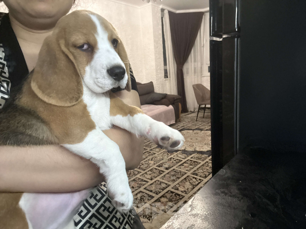 Собаки в Подольске: Бигль Мальчик, 45 000 руб. - фото 4