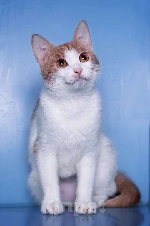 Кошки в Москве: Кошка-улыбка. Идеальнй компаньон Девочка, Бесплатно - фото 4