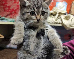 Кошки в Москве: Мини-тигренок Рыся, милейший полосатый котенок в добрые руки Девочка, Бесплатно - фото 3