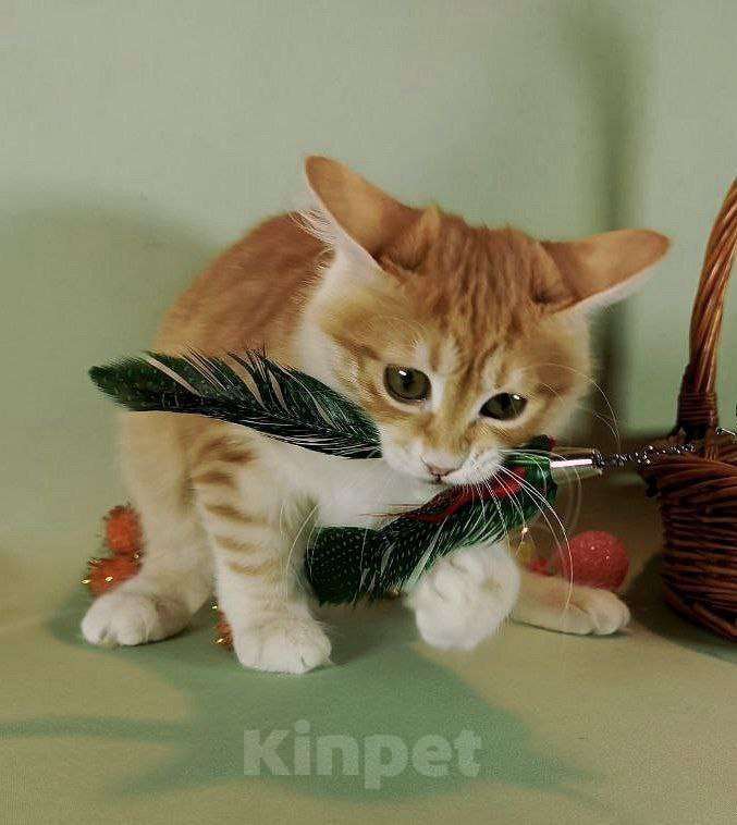 Кошки в Москве: Сердоликовая кошечка курильский бобтейл Девочка, 50 000 руб. - фото 4