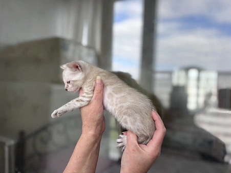 Бенгальский котёнок