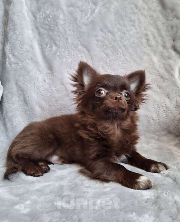 Собаки в Балашихе: Брэм Мальчик, 35 000 руб. - фото 1