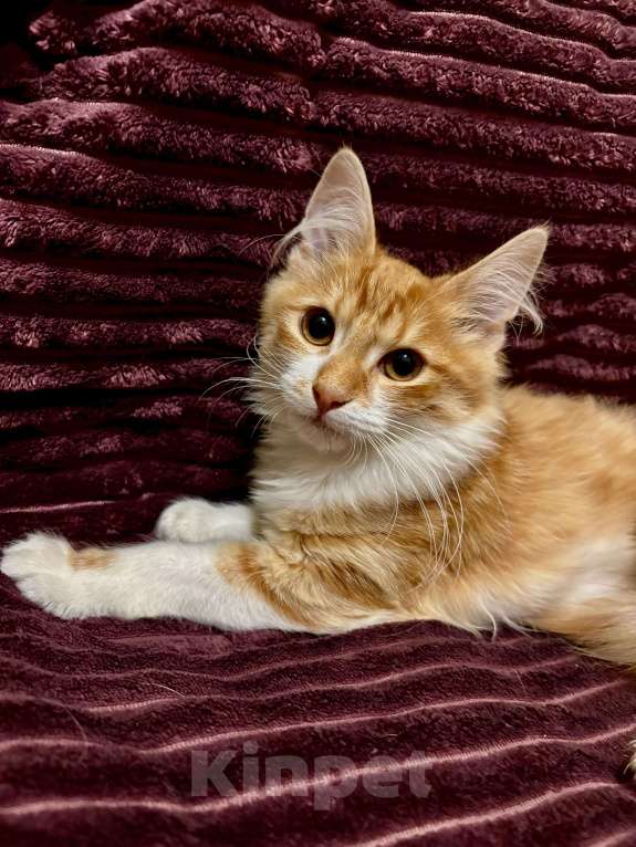 Кошки в Жуковском: Котёнок (рыженький) Мальчик, Бесплатно - фото 2