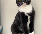 Кошки в Москве: Котенок Тайга ищет дом Девочка, Бесплатно - фото 2