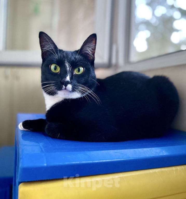 Кошки в Москве: Шарошка, зеленоглазая красавица Девочка, Бесплатно - фото 5