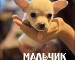 Собаки в Самаре: Продаю щенков породы чихуахуа Мальчик, 18 000 руб. - фото 1