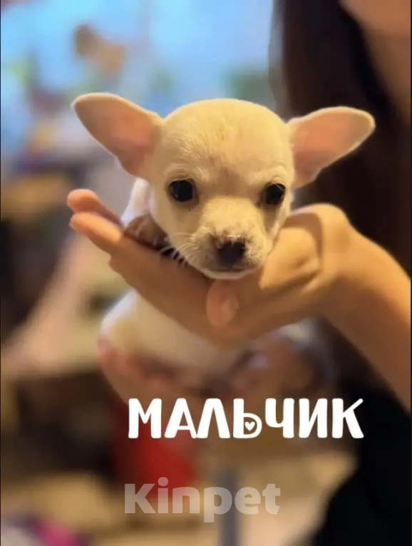 Собаки в Самаре: Продаю щенков породы чихуахуа Мальчик, 18 000 руб. - фото 1