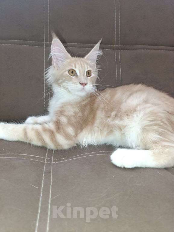 Кошки в Симферополе: Котята Мейн-кун Девочка, 20 000 руб. - фото 3