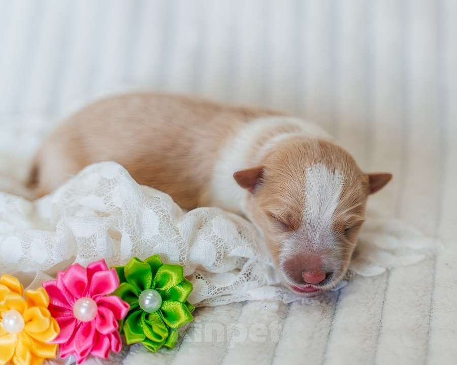 Собаки в Москве: Рыжая бордер девочка (сука) с документами РКФ Девочка, 110 000 руб. - фото 2