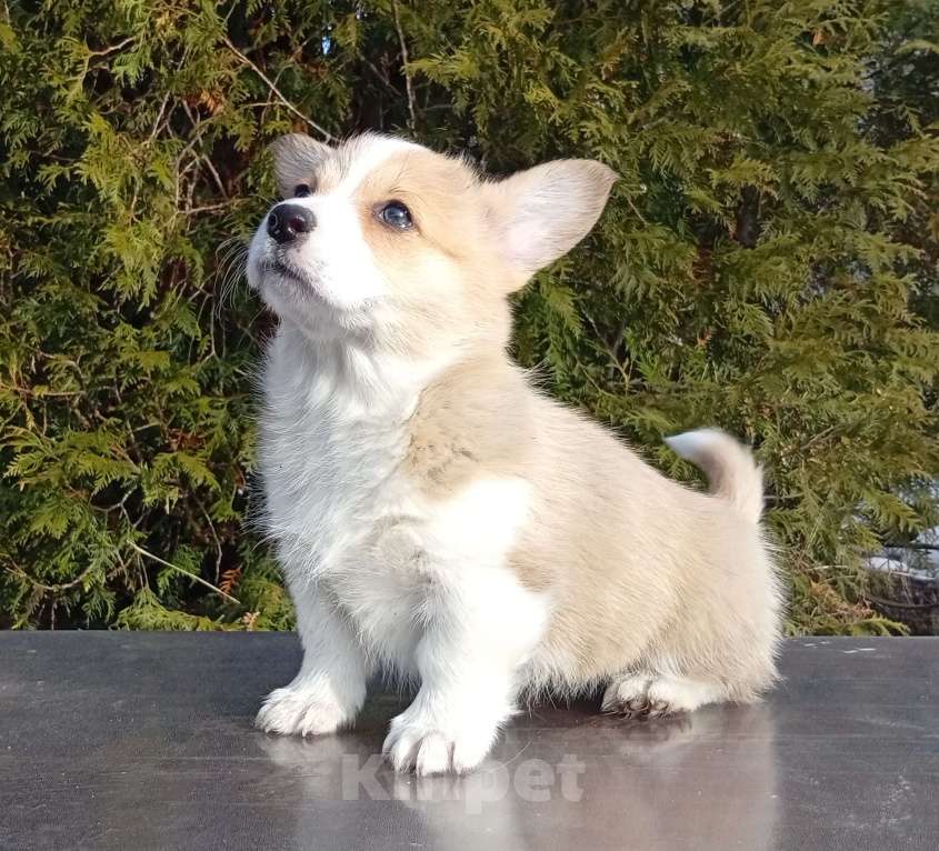 Собаки в Печоре: Щенки вельш корги пемброк Девочка, 50 000 руб. - фото 5