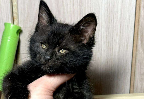 Котёнок девочка в добрые руки