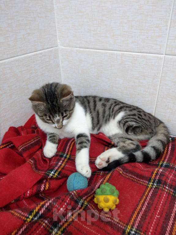 Кошки в Санкт-Петербурге: Котенок Ластик без части задней левой лапки хочет обрести семью Мальчик, Бесплатно - фото 3