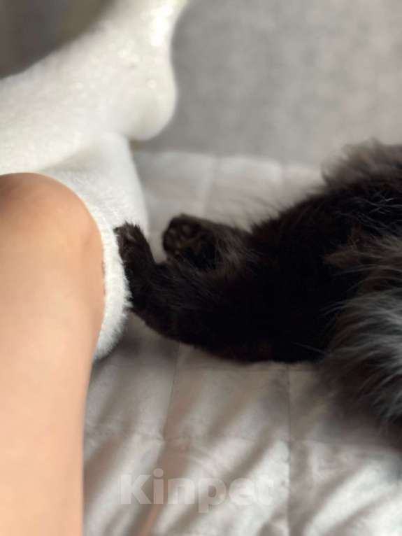 Кошки в Москве: манчкин девочка Девочка, 10 000 руб. - фото 8