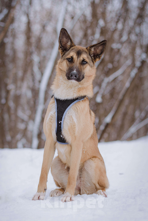 Собаки в Москве: Соня Девочка, Бесплатно - фото 2