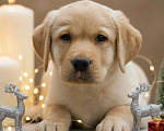 Собаки в Москве: Щенки Лабрадора  Мальчик, 55 000 руб. - фото 1