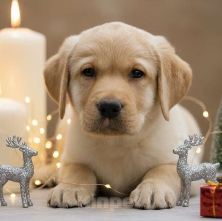 Собаки в Москве: Щенки Лабрадора  Мальчик, 55 000 руб. - фото 1