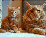 Кошки в Самаре: Кот на вязку Мальчик, 10 000 руб. - фото 1