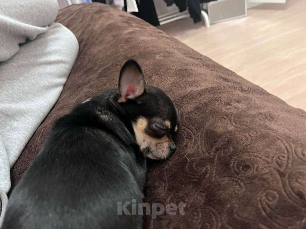 Собаки в Мурином: Крошка-чихуахуа ищет свою семью  Девочка, 20 000 руб. - фото 2