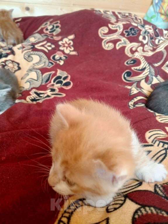 Кошки в других городах Тульской области: 2 котика и 2 кошечки, кушают, к туалету приучены, от кошки мышелова Мальчик, Бесплатно - фото 3