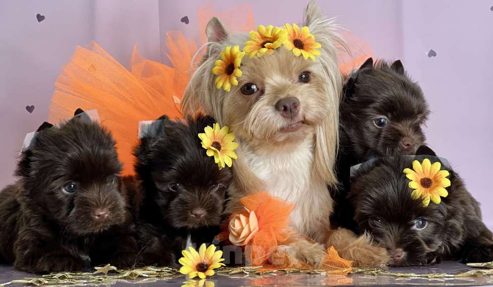 Собаки в Котельнике: Шоколадный Йорк мини мальчик  Мальчик, 80 000 руб. - фото 6