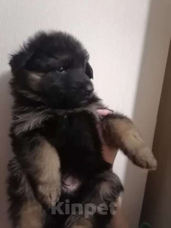 Собаки в Люберцах: Щенки немецкой овчарки Разнополые, 20 000 руб. - фото 2