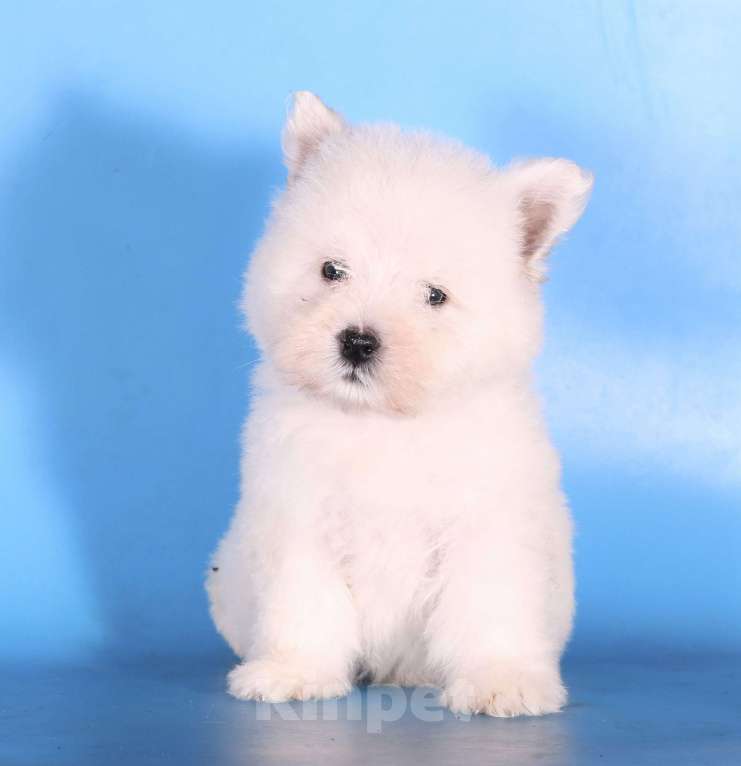 Собаки в Москве: вест хайленд вайт терьер щенок девочка  Девочка, 100 000 руб. - фото 10