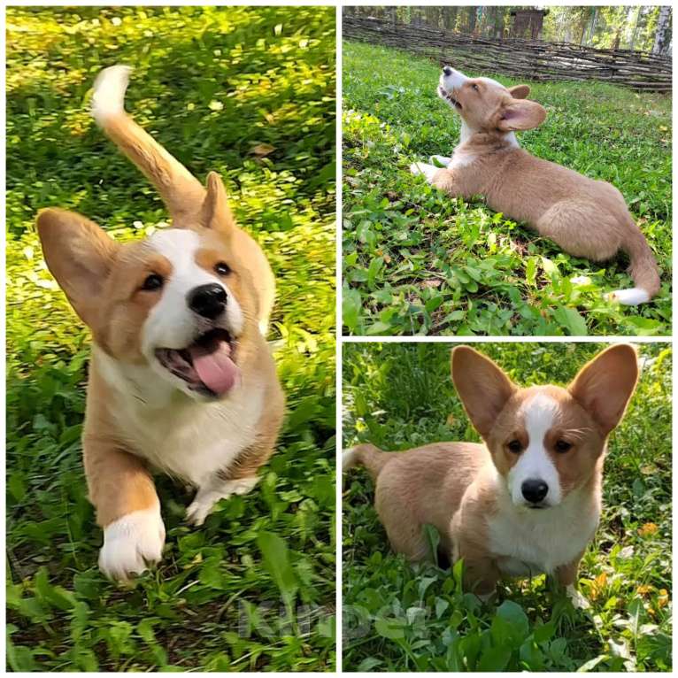 Собаки в Екатеринбурге: Щенки Корги Кардиган  Мальчик, Бесплатно - фото 3