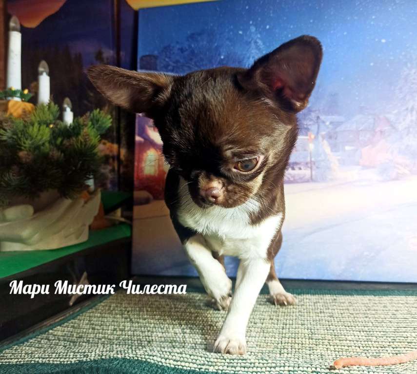 Собаки в Санкт-Петербурге: Вес, размер гарантирован Чилеста чихуахуа Девочка, 100 000 руб. - фото 9